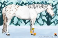 Horse Color:Bay Splash Frame Appaloosa 