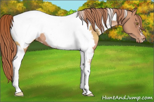 Horse Color:Gold Champagne Tobiano Appaloosa Rabicano 