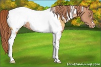 Horse Color:Gold Champagne Tobiano Appaloosa Rabicano
