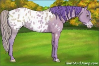 Horse Color:Watercolor White Spotted Classic Champagne Roan Frame Appaloosa Rabicano 