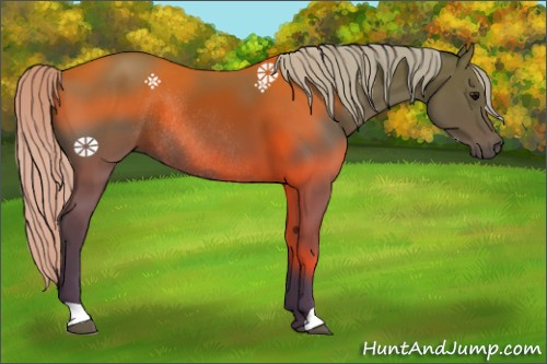 Horse Color:Silver Black Rabicano