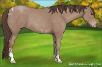 Horse Color:Classic Champagne Tobiano 
