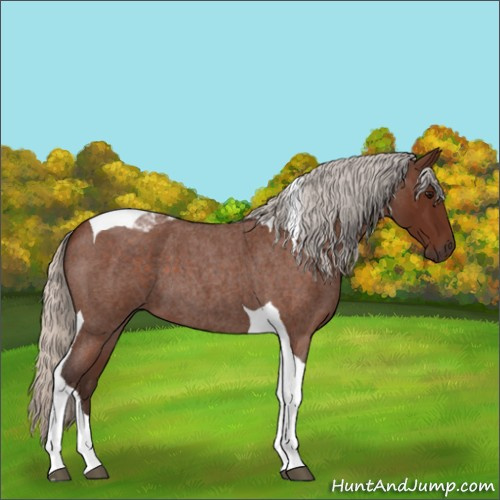 Horse Color:Silver Bay Roan Tobiano