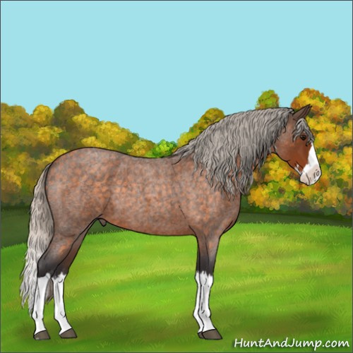 Horse Color:Silver Buckskin Roan Splash 