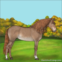 Horse Color:Liver Red Dun 