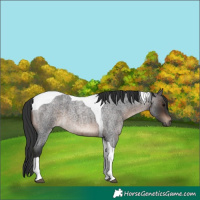 Horse Color:Brown Roan Tobiano 