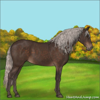 Horse Color:Silver Brown 
