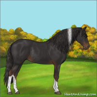 Horse Color:Liver Chestnut Tobiano Rabicano 