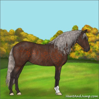 Horse Color:Silver Brown Rabicano 