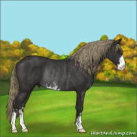 Horse Color:Liver Chestnut Sabino Rabicano 
