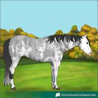 Horse Color:Blue Roan Sabino Splash  and Blue Roan Sabino Splash Rabicano 