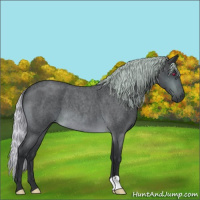 Horse Color:Silver Brown Chinchilla Roan 