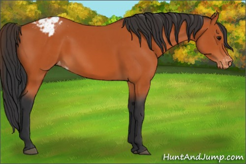 Horse Color:Bay Sabino Varnish