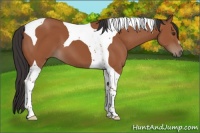 Horse Color:Bay Tobiano 