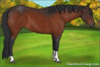 Horse Color:Brown Tobiano 