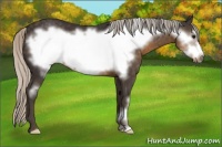 Horse Color:Silver Smoky Black Frame 