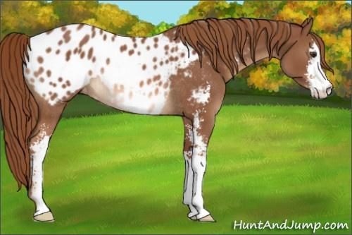 Horse Color:Chestnut Sabino Appaloosa Rabicano 