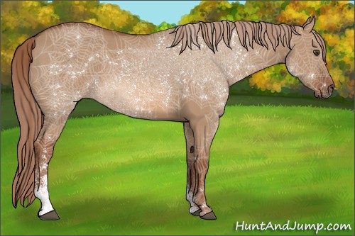 Horse Color:Red Dun Sabino