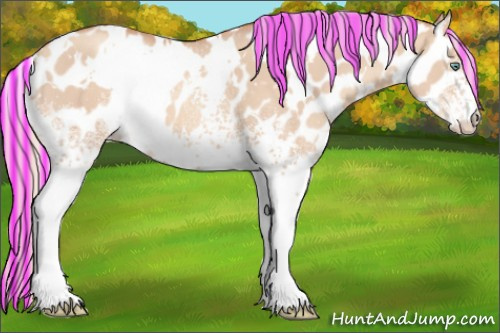 Horse Color:Painted White Spotted Silver Sable Champagne Dun Appaloosa 
