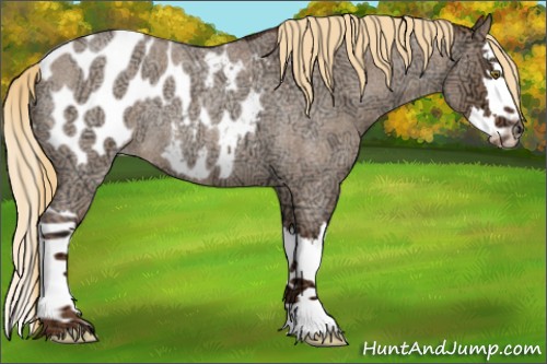 Horse Color:Liver Red Dun Ice Roan Splash Appaloosa Rabicano 