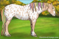 Horse Color:Painted Gold Champagne Roan Splash Appaloosa 