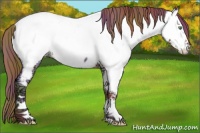 Horse Color:Nacre White Spotted Sable Champagne Ice Dun Splash Appaloosa 