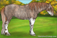 Horse Color:Gold Champagne Ice Roan Splash Rabicano 