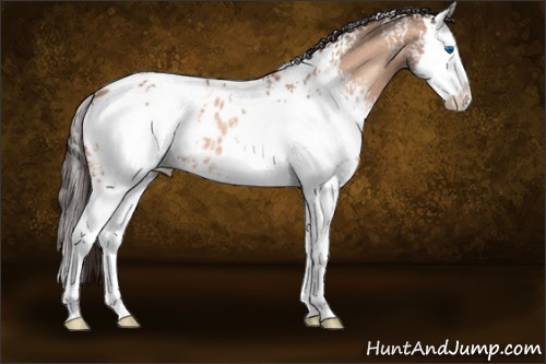 Horse Color:White Spotted Sable Champagne Splash Appaloosa 