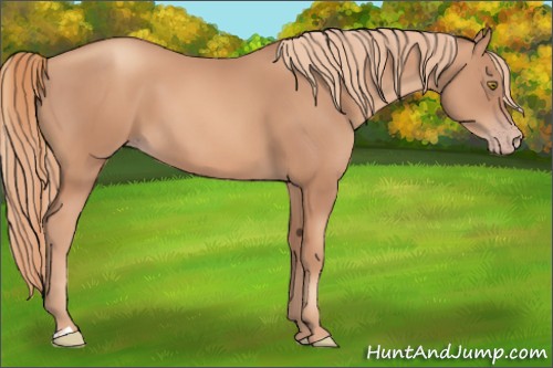 Horse Color:Gold Champagne 