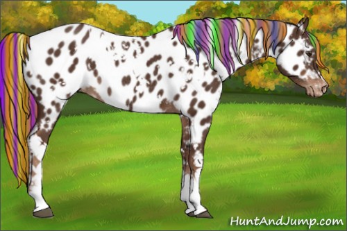 Horse Color:Painted White Spotted Liver Chestnut Near Leopard Rabicano