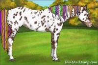 Horse Color:Painted White Spotted Liver Chestnut Near Leopard Rabicano 