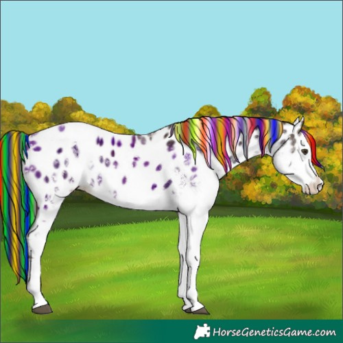 Horse Color:Painted White Spotted Liver Chestnut Appaloosa Rabicano 