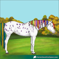 Horse Color:Painted White Spotted Liver Chestnut Appaloosa Rabicano 