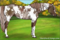 Horse Color:White Spotted Liver Chestnut Rabicano 