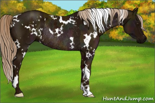 Horse Color:White Spotted Midnight Chestnut Rabicano