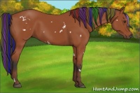 Horse Color:Painted White Spotted Bay Rabicano 