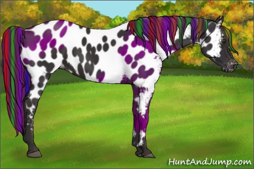 Horse Color:Painted Liver Chestnut Appaloosa Rabicano 
