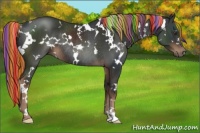 Horse Color:Painted White Spotted Liver Chestnut Rabicano 