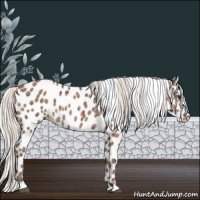 Horse Color:Silver Bay Ice Roan Leopard 