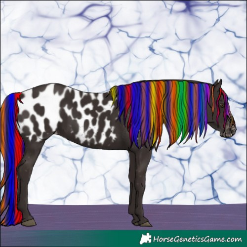 Horse Color:Painted Liver Chestnut Near Leopard Rabicano 