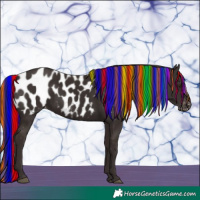 Horse Color:Painted Liver Chestnut Near Leopard Rabicano 