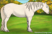 Horse Color:Perlino 