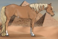 Horse Color:Chestnut Sabino