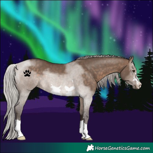 Horse Color:Silver Brown Dun 