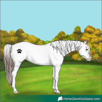 Horse Color:White Spotted Brown Appaloosa 