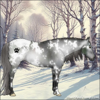 Horse Color:Gray White Spotted Liver Chestnut Appaloosa 