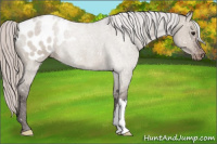 Horse Color:Silver Brown Dun Appaloosa