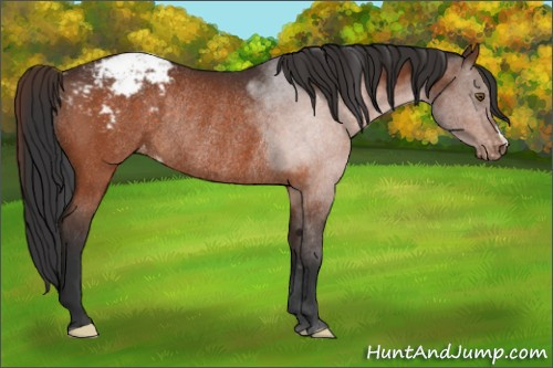 Horse Color:Brown Appaloosa Rabicano