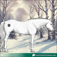 Horse Color:Gray White Spotted Silver Brown Appaloosa 