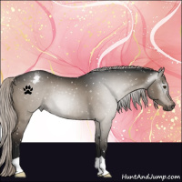 Horse Color:Gray Silver Brown Dun Appaloosa 